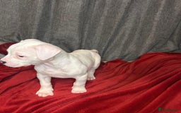 American Bulldog dogs for sale: American Bulldog - Image 9