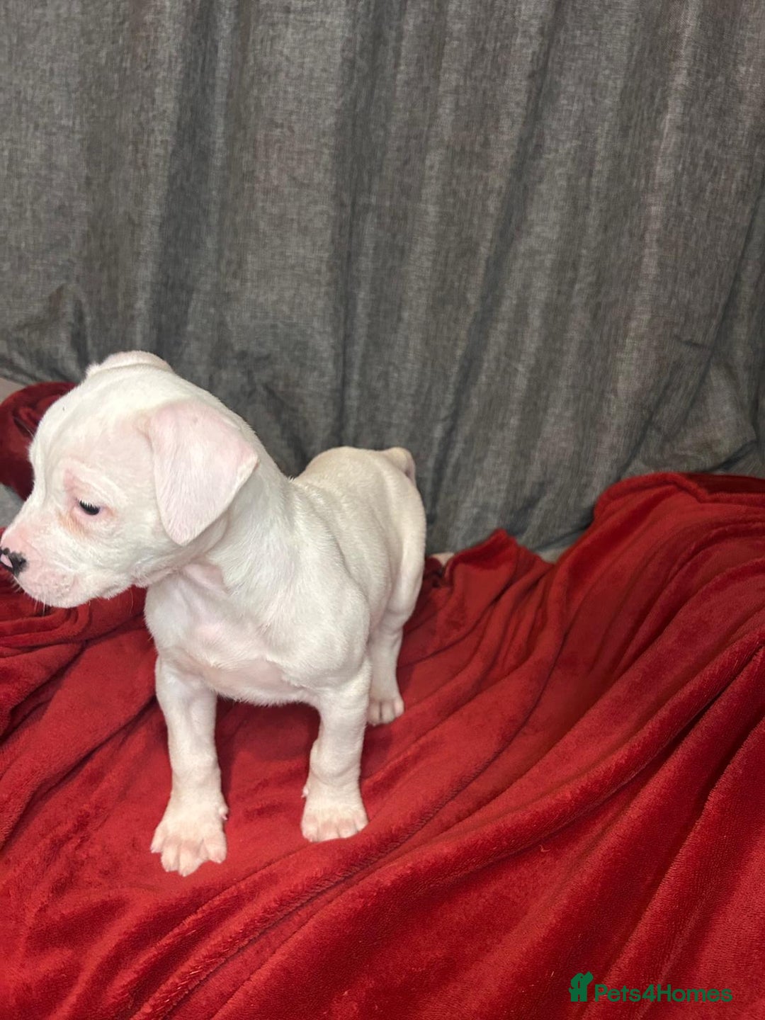 American Bulldog dogs for sale: American Bulldog - Image 9
