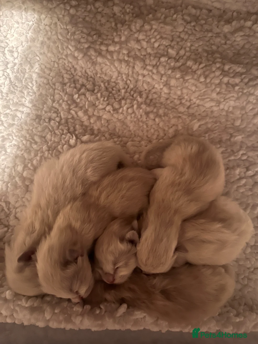 Ragdoll cats for sale: Ragdolls  in Ormskirk - Advert 2
