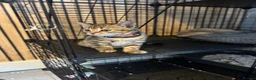 Bengal cats for sale: Last stunning girl beautiful natured bengal cross  - Advert 19