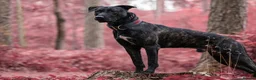 Mixed Breed dogs for sale: Dutch herder puppies - Advert 9