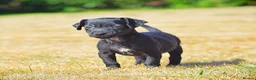 Mixed Breed dogs for sale: READY NOW PATTERPOO BABIES  - Advert 5