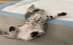 Bengal cats for sale: Adorable kittens looking for their forever homes  - Image 2
