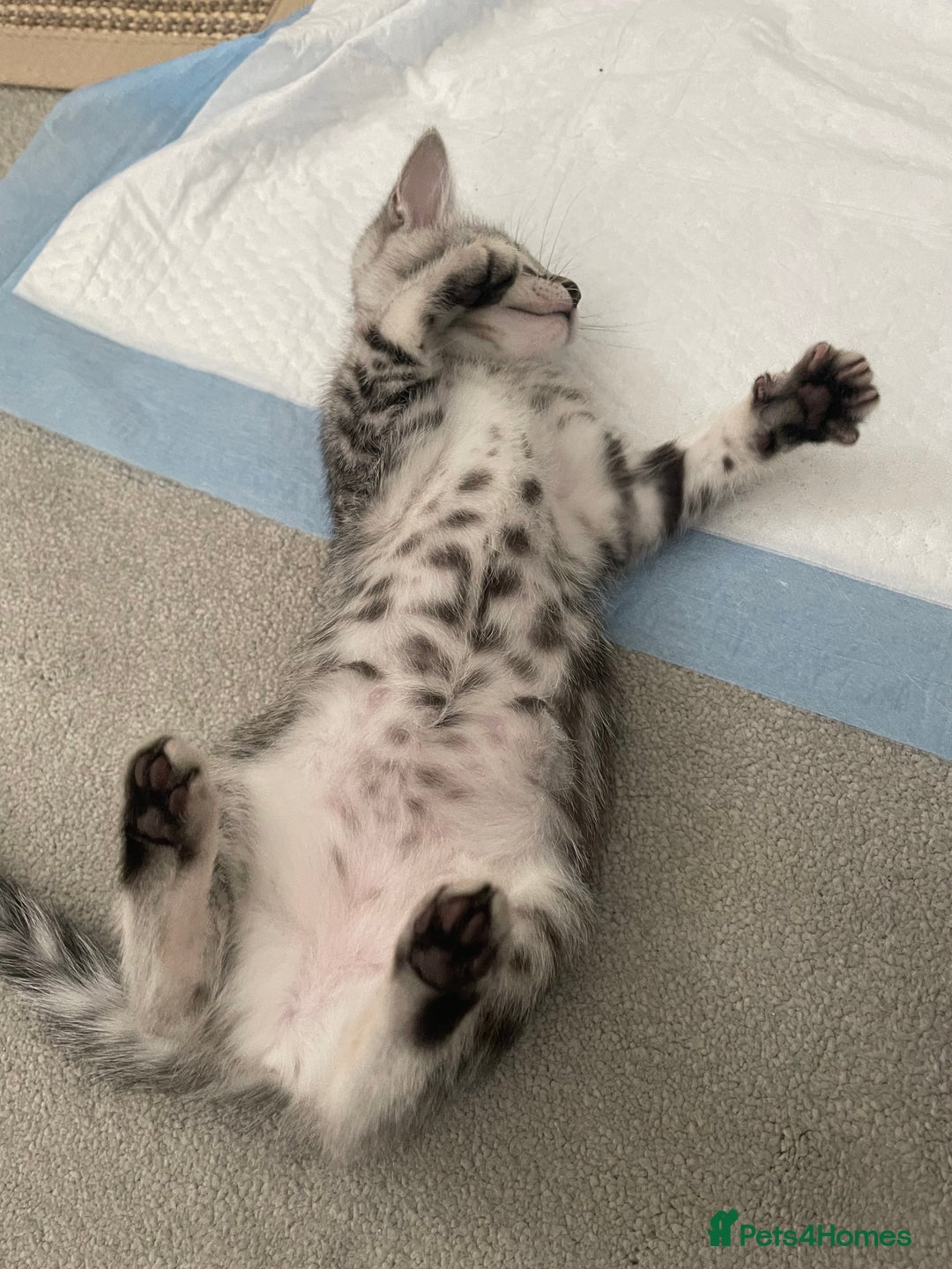 Bengal cats for sale: Adorable kittens looking for their forever homes  - Image 2