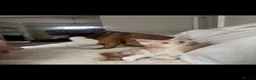 Staffordshire Bull Terrier dogs for sale: Red KC Reg Staffordshire Bull Terrier Due October - Advert 5