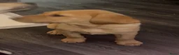 Labrador Retriever dogs for sale: Beautiful 10week Red Fox Puppy - Advert 3
