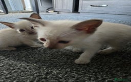Siamese cats for sale:  Two chocolate point beautiful babies  - Image 14