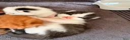 Mixed Breed cats for sale: Maine coon cross kittens  - Advert 20