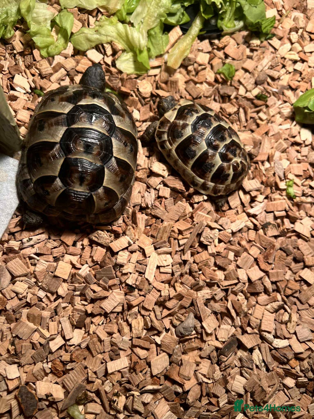 Turtle reptiles for sale: Spur-thighed Tortoise - Image 2