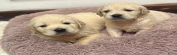 Golden Retriever dogs for sale: Golden Retriever Pups from Health Tested Parents  - Advert 20