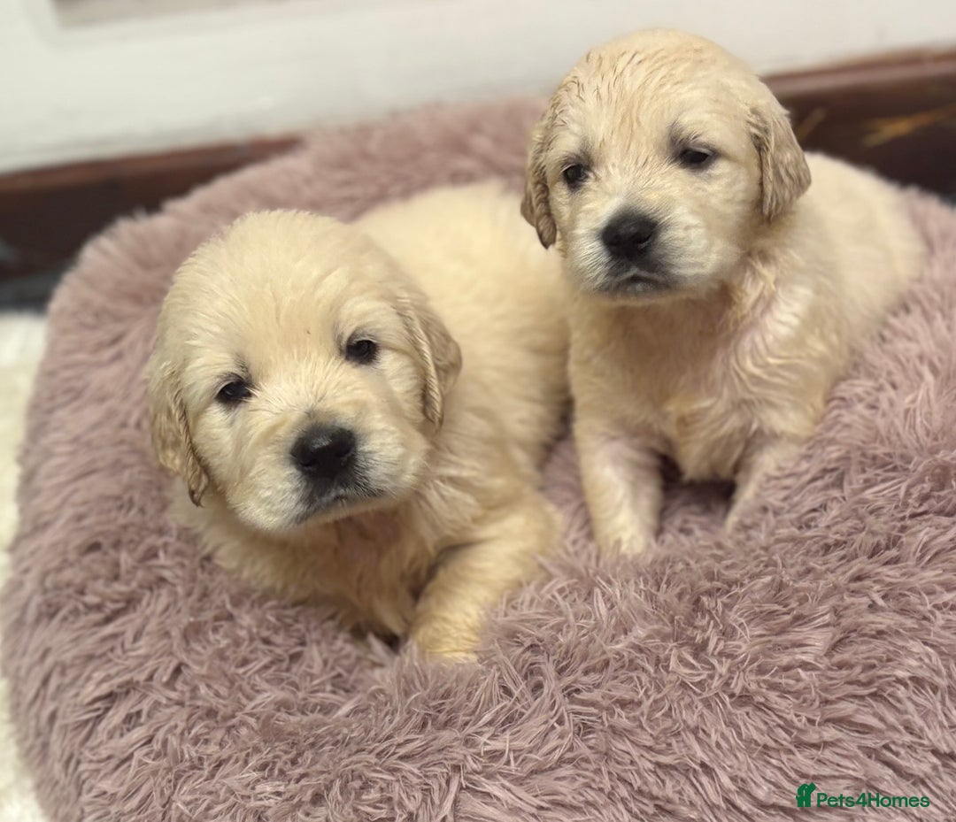 Golden Retriever dogs for sale: Golden Retriever Pups from Health Tested Parents  - Advert 20