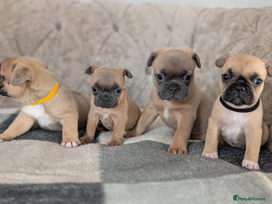 French Bulldog dogs for sale: French bulldog puppy's  - Image 6