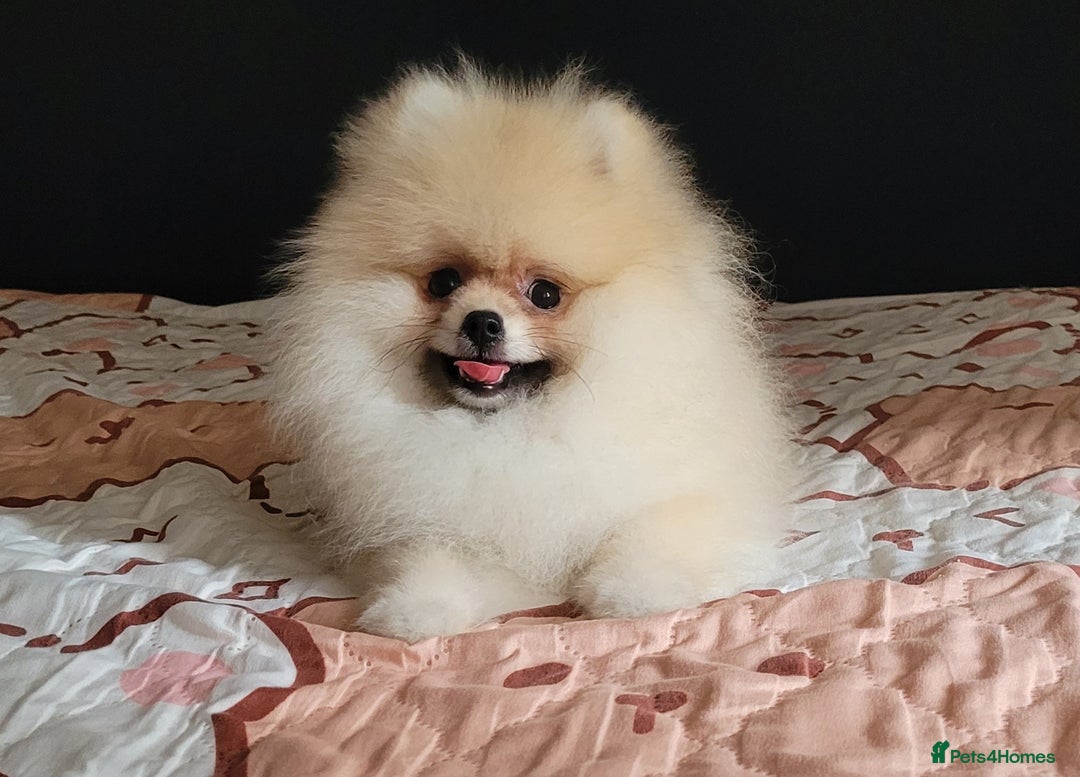 Pomeranian dogs for sale: XXS🐶KC REG🐾Pomeranian Puppies for sale🐶 in Brentwood - Image 23