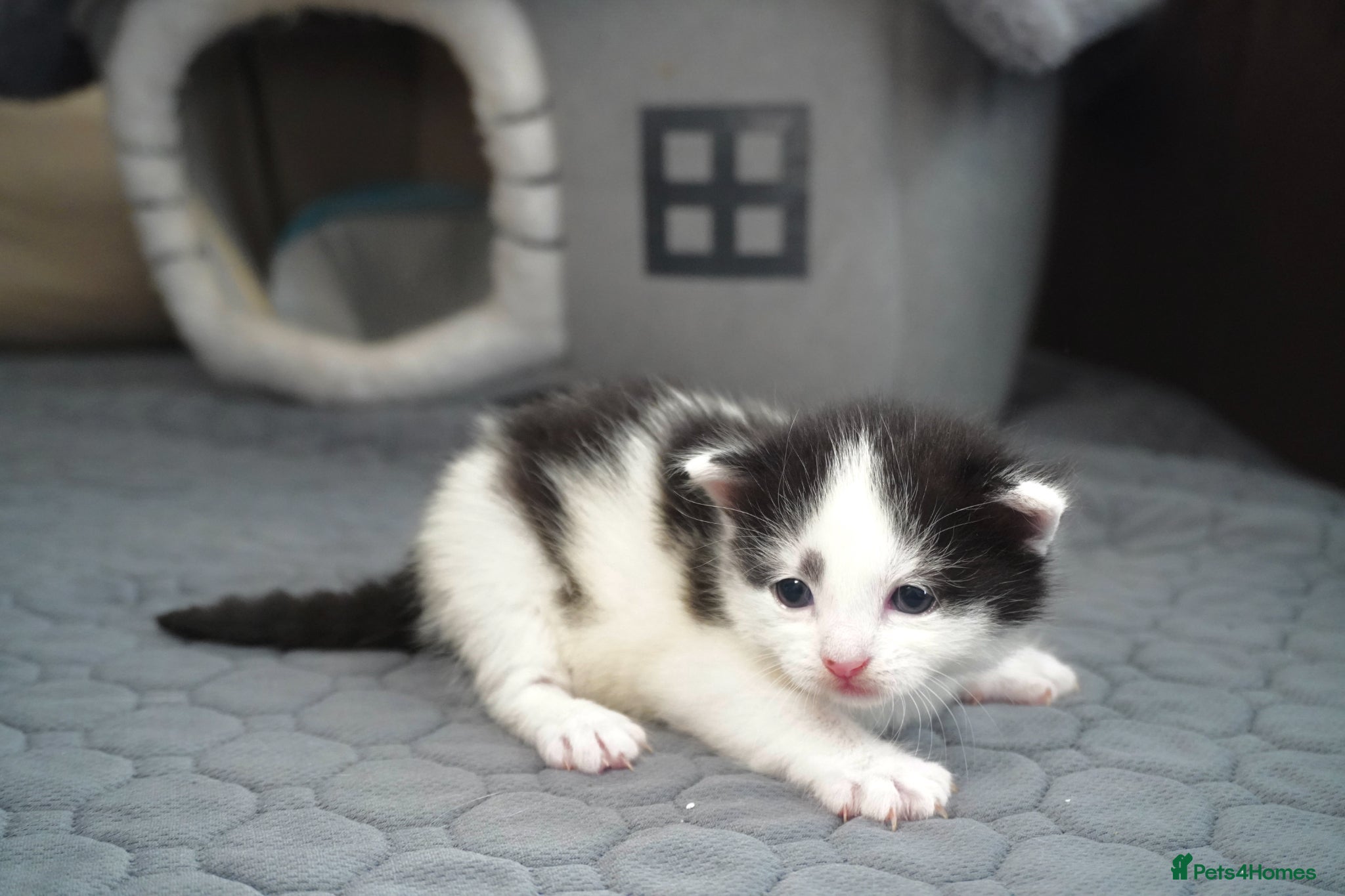 Mixed Breed cats for sale: Beautiful kittens looking for loving families in Bristol - Advert 8