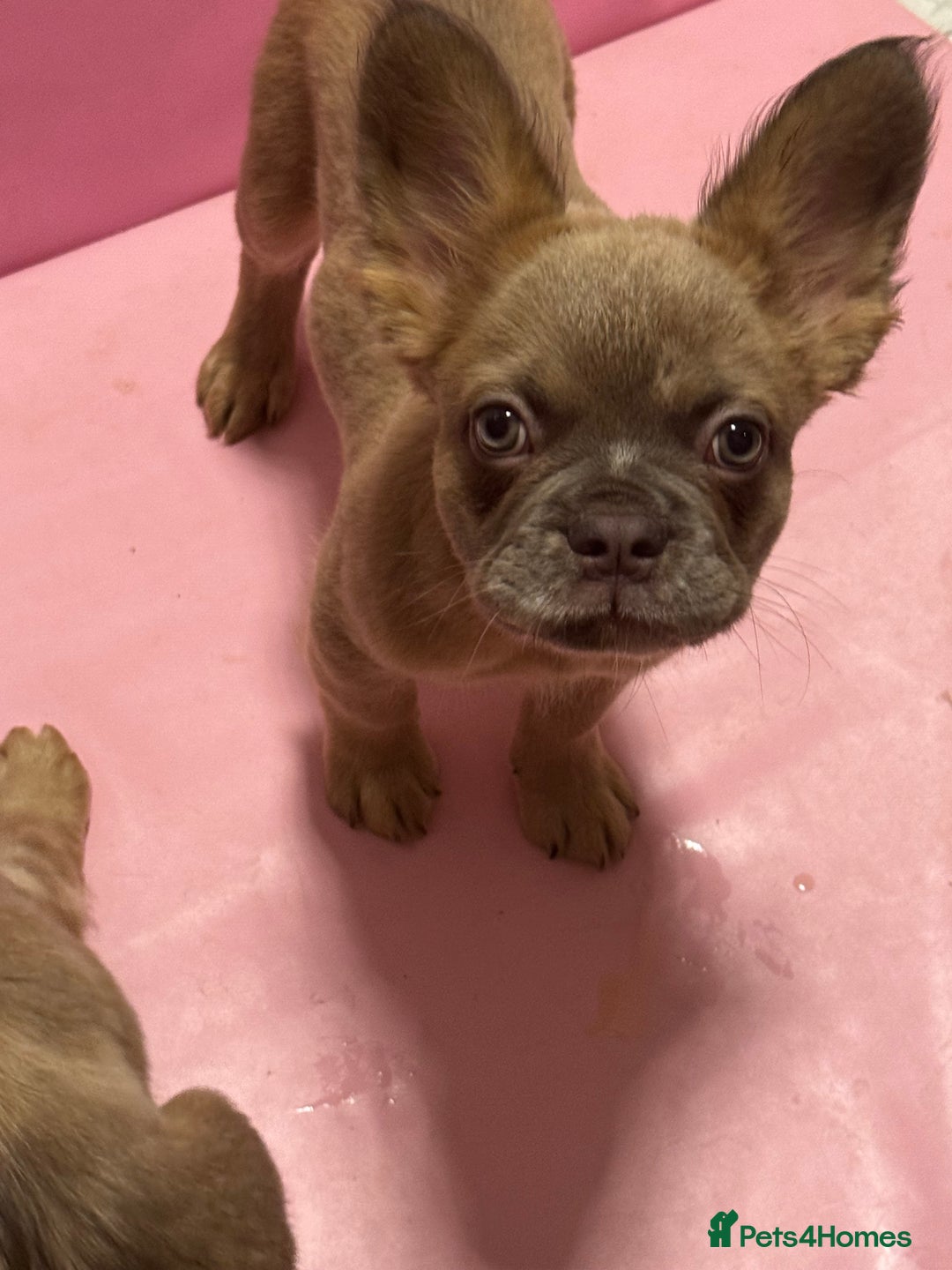 French Bulldog dogs for sale: KC registered! Fluffy frenchies PRICE DROPPED  - Advert 31