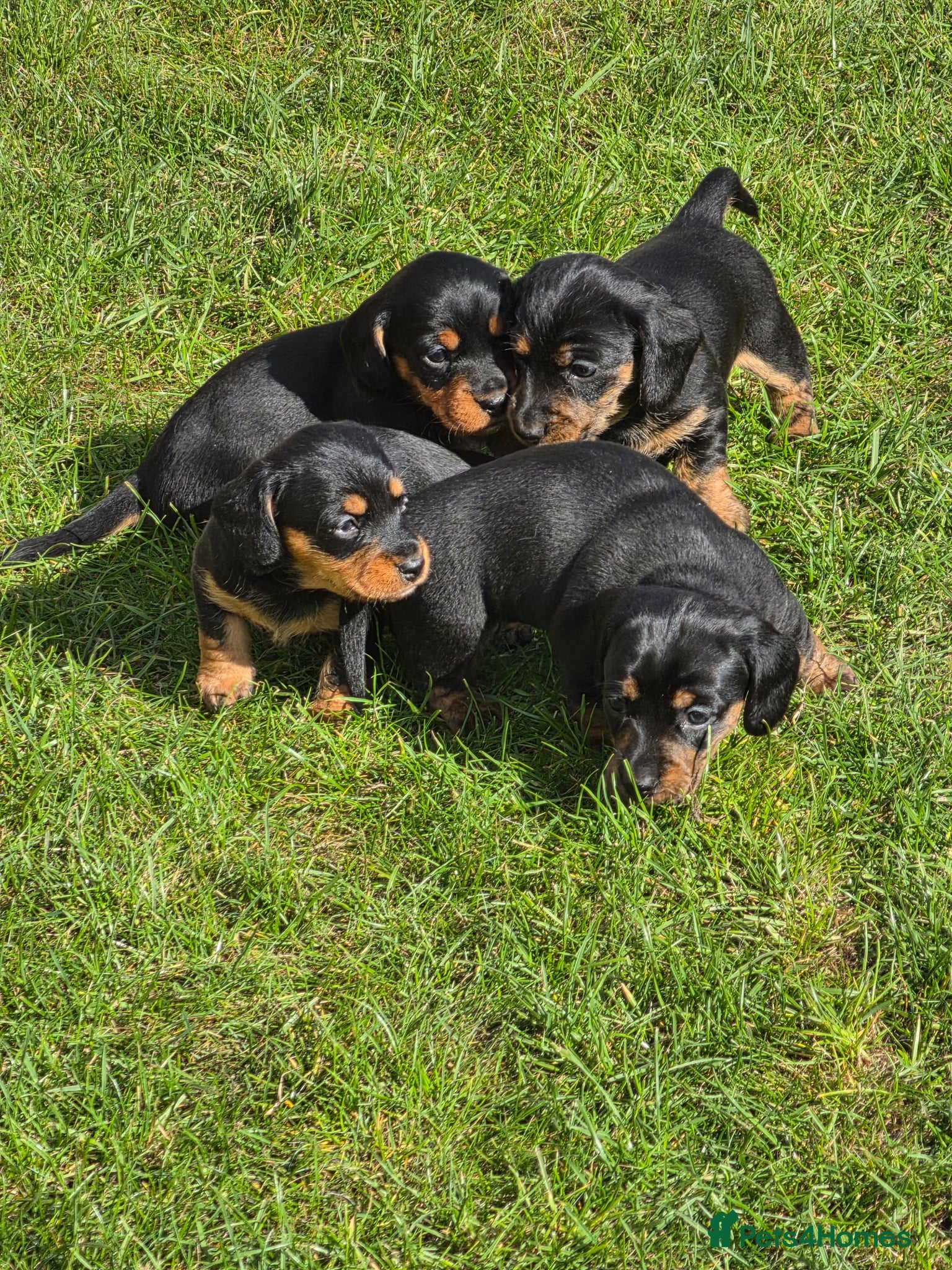 Miniature Dachshund dogs Dachsunds - Advert 6