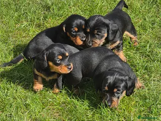 Miniature Dachshund dogs Dachsunds - Advert 13