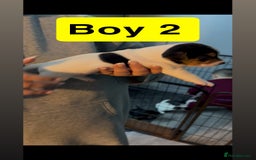 Jack Russell dogs for sale: Jack Russell puppy’s  - Image 9