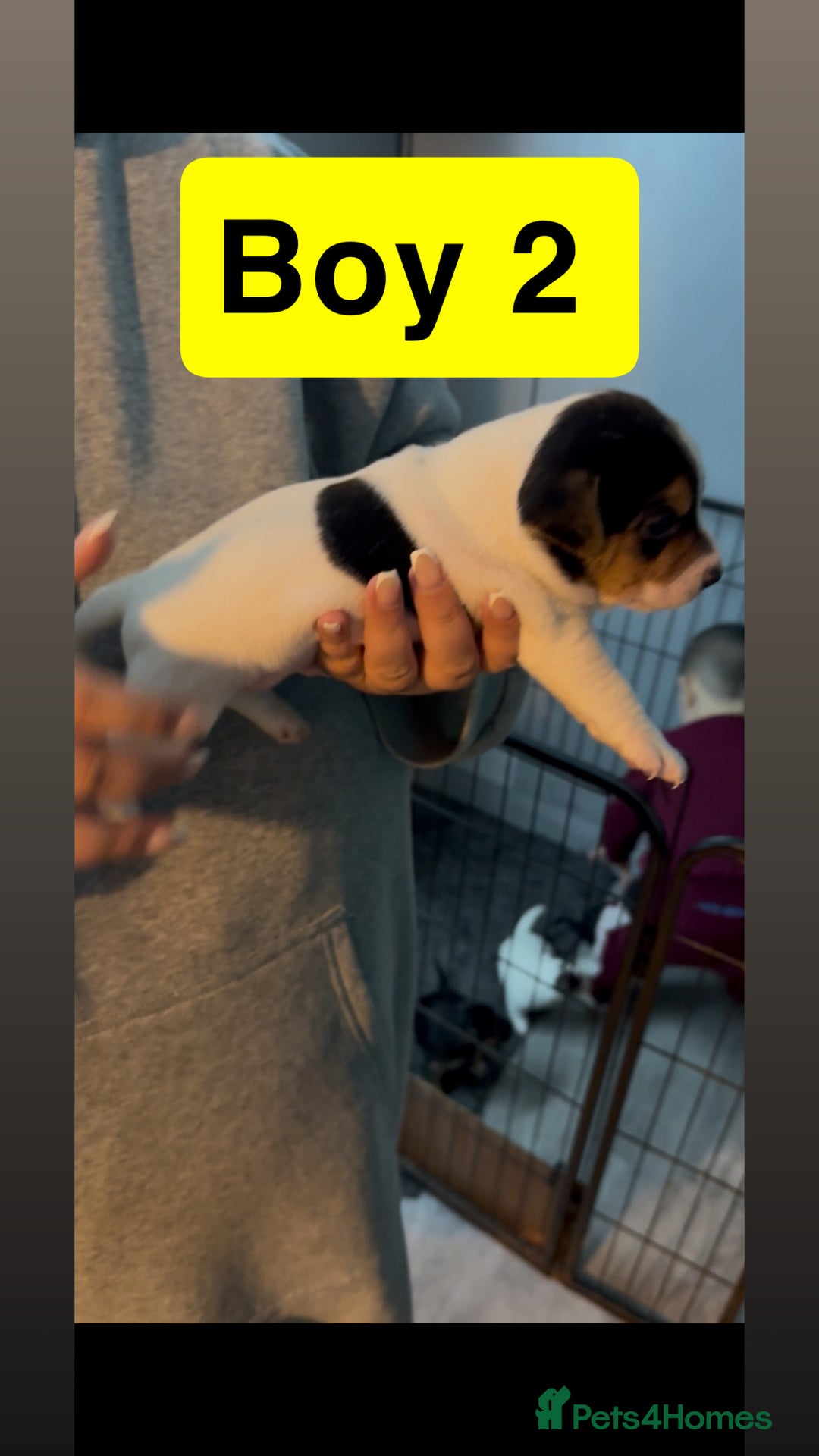 Jack Russell dogs for sale: Jack Russell puppy’s  - Image 9