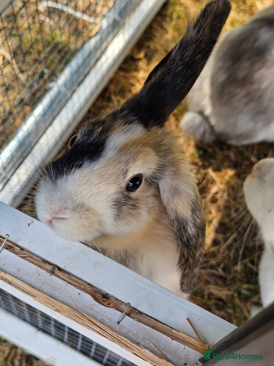 Harlequin rabbits for sale: 4 Gorgeous Harlequin bunnies looking for a 🏡  - Image 7