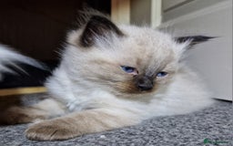 Ragdoll cats for sale: 4 ragdoll x ragamuffin fluffy kittens  - Image 17