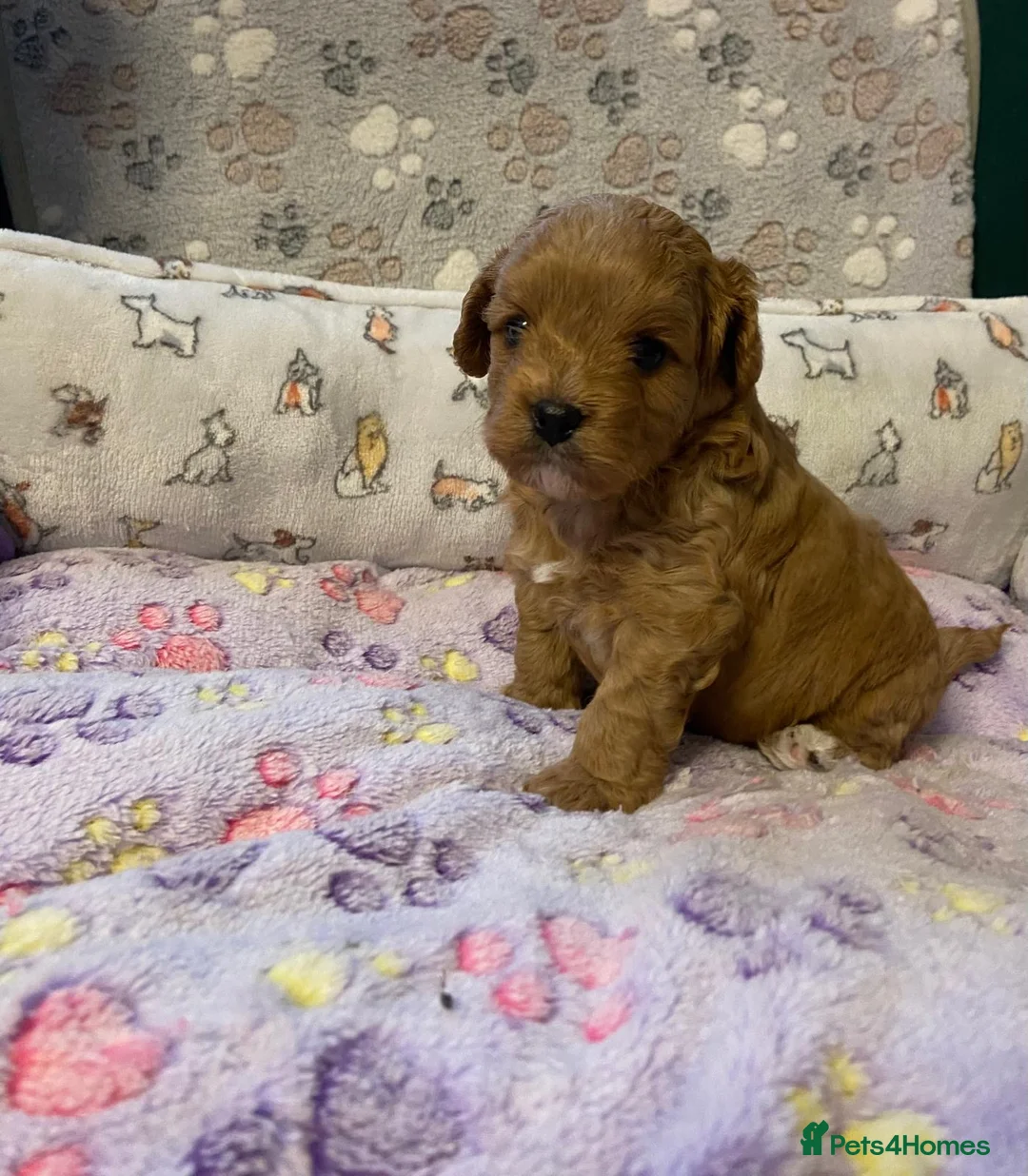 Cavapoo dogs for sale: Beautiful Cavapoo Puppies Ready to leave end ofFeb - Advert 7