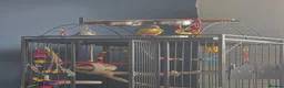 Conures birds for sale: 12 week old Green cheeck conure for sale in Manchester - Advert 4