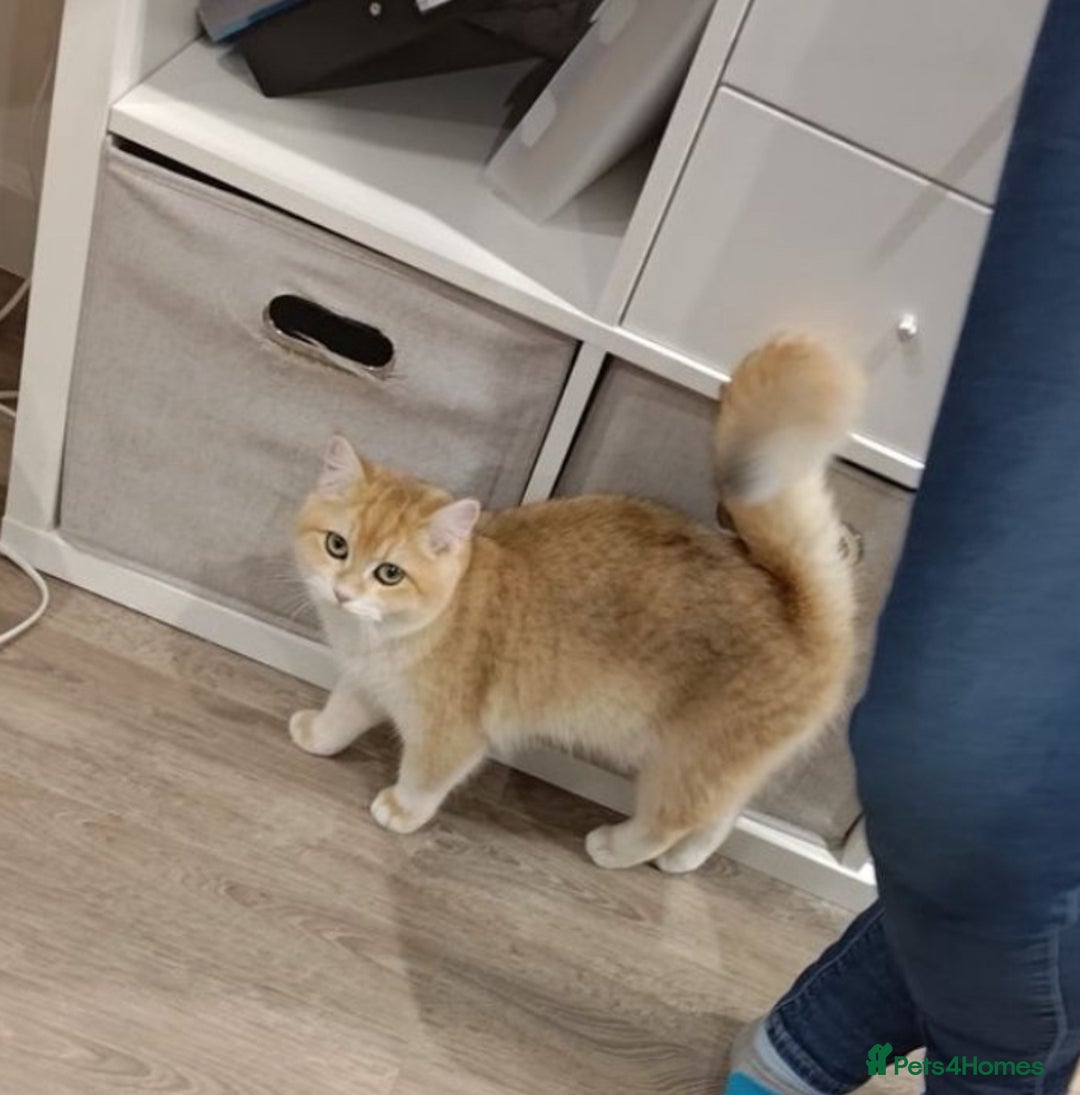 British Shorthair cats for sale: Active TICA Golden Chinchilla British Shorthair  - Advert 5