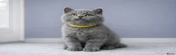 British Shorthair cats for sale: *Ready to leave in 1 week* Blue BSH GCCF Kittens  - Advert 2