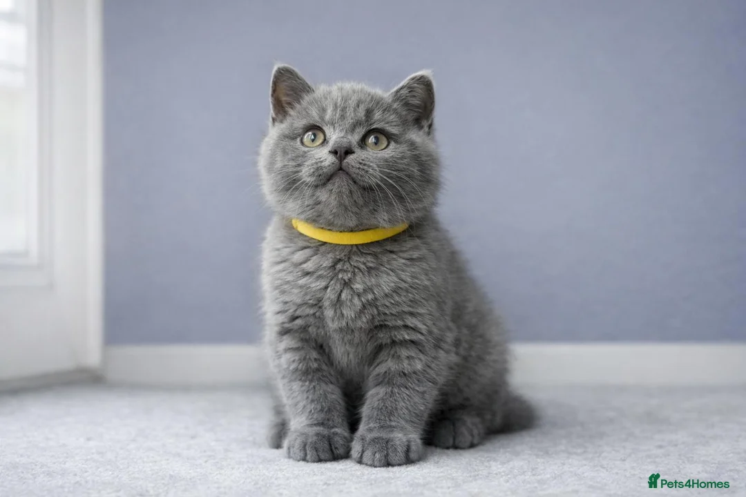 British Shorthair cats for sale: *Ready to leave in 1 week* Blue BSH GCCF Kittens  - Advert 2