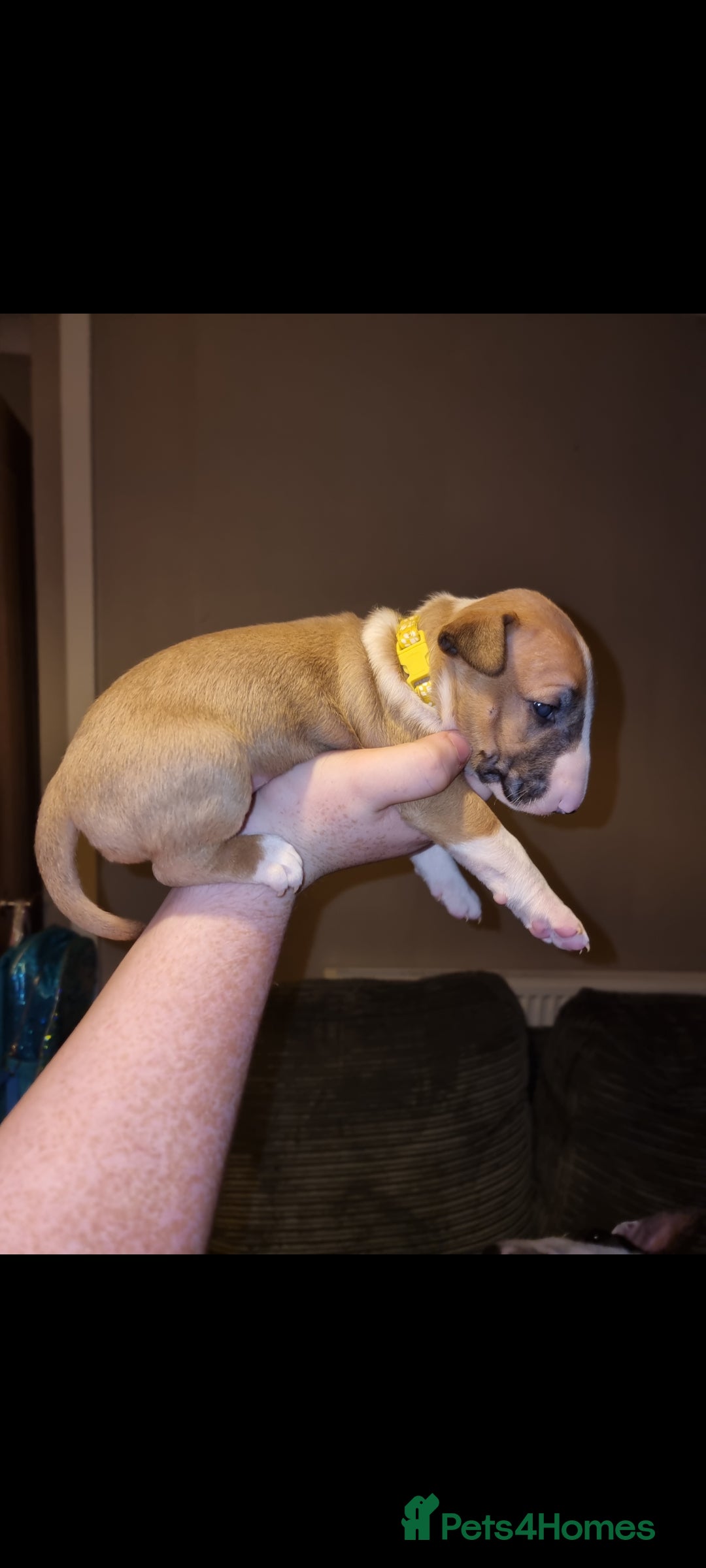 English Bull Terrier dogs for sale: English bull terrier  - Image 29