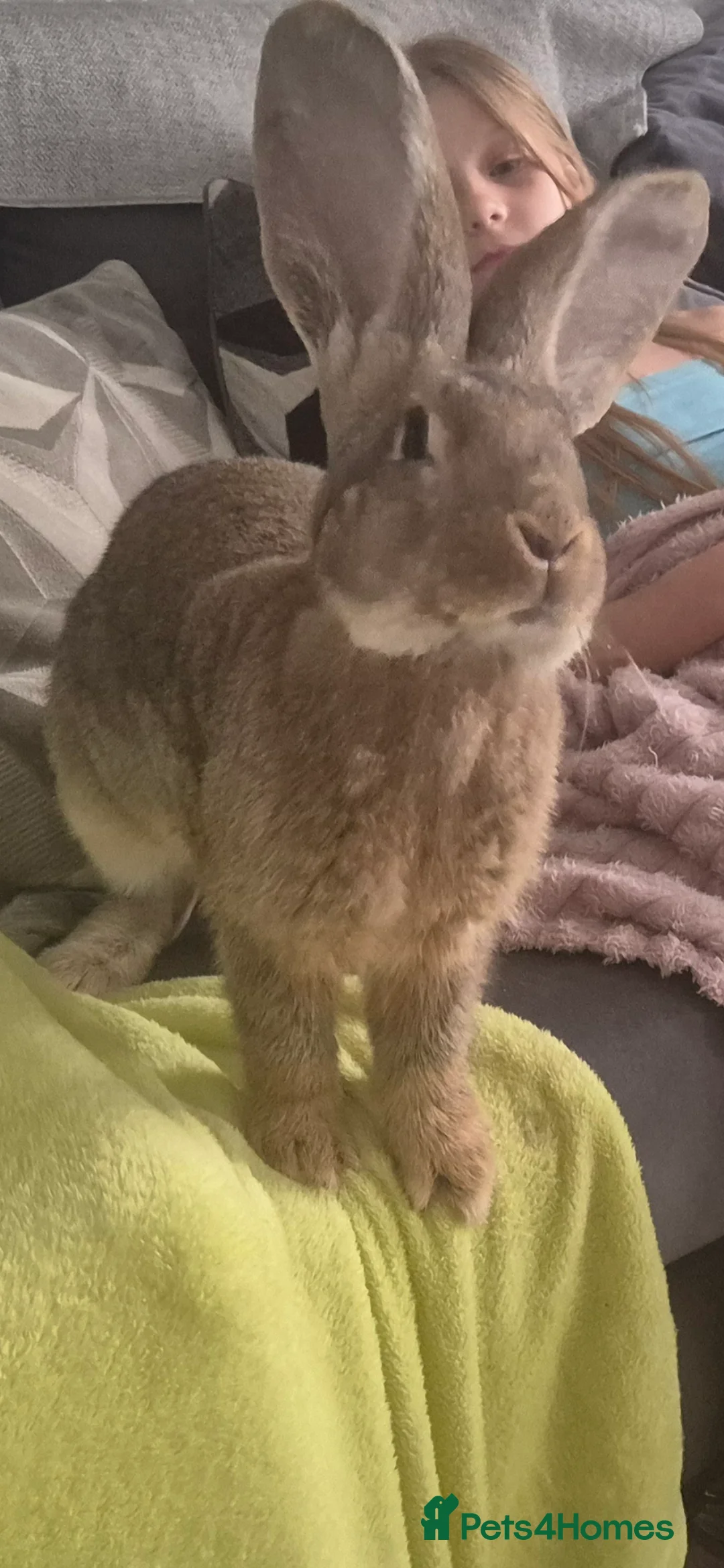 Continental Giant rabbits for sale: Continental rabbit - Advert 7