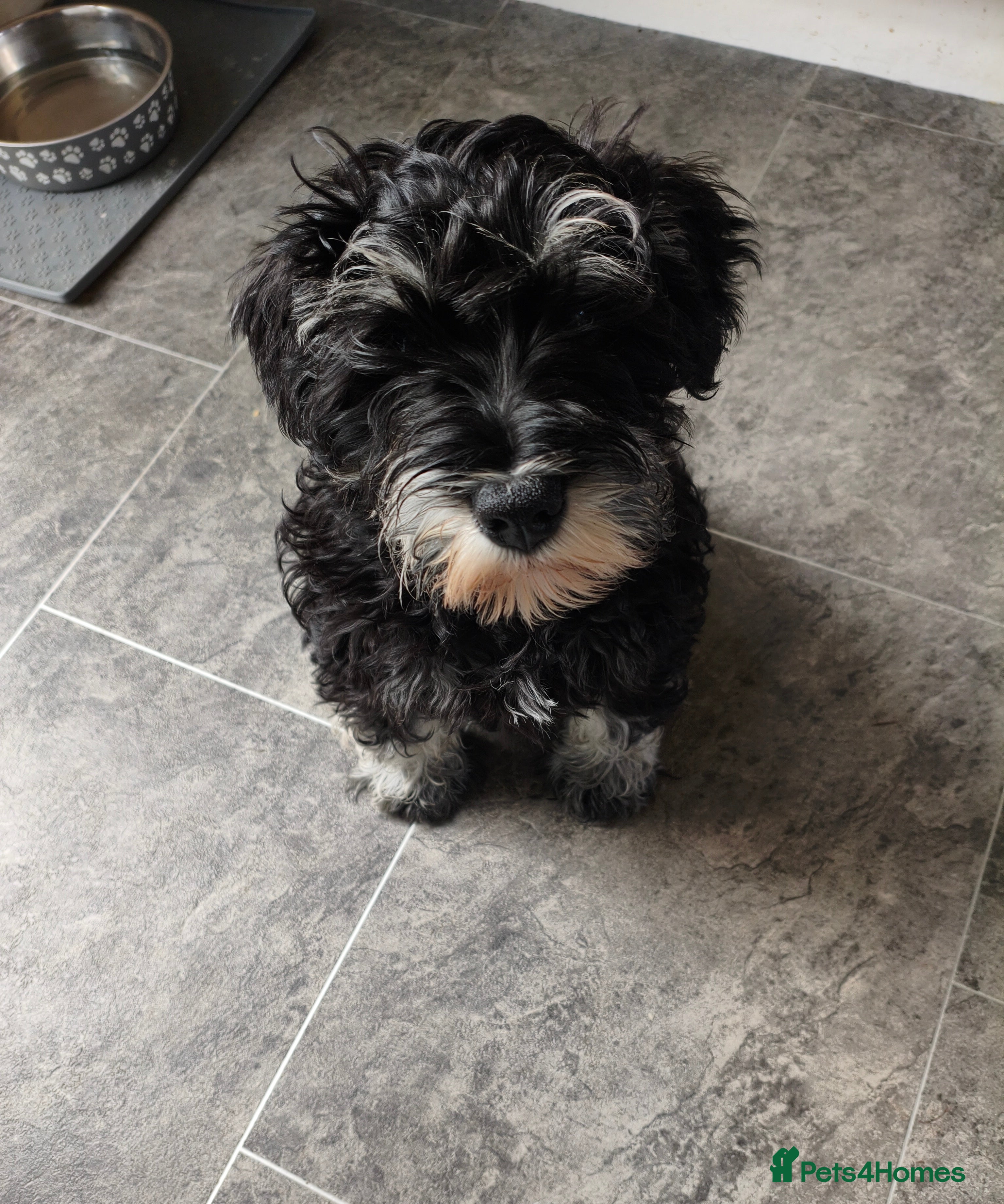 Miniature Schnauzer dogs Charming Mini Schnauzers with KC registration - Advert 2