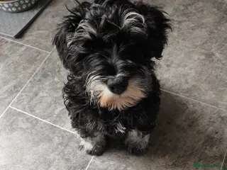 Miniature Schnauzer dogs Charming Mini Schnauzers with KC registration - Advert 2