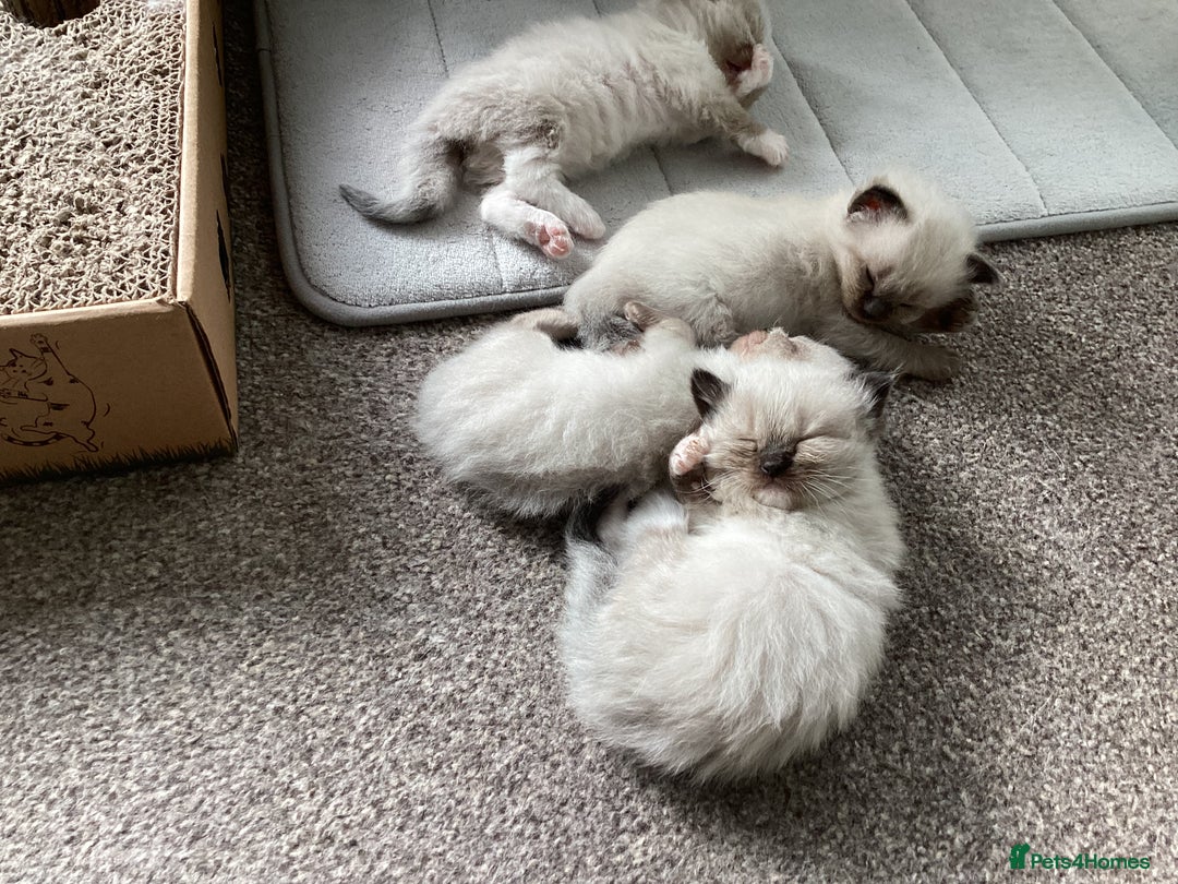 Ragdoll cats for sale: Adorable Ragdoll Kittens - Image 18