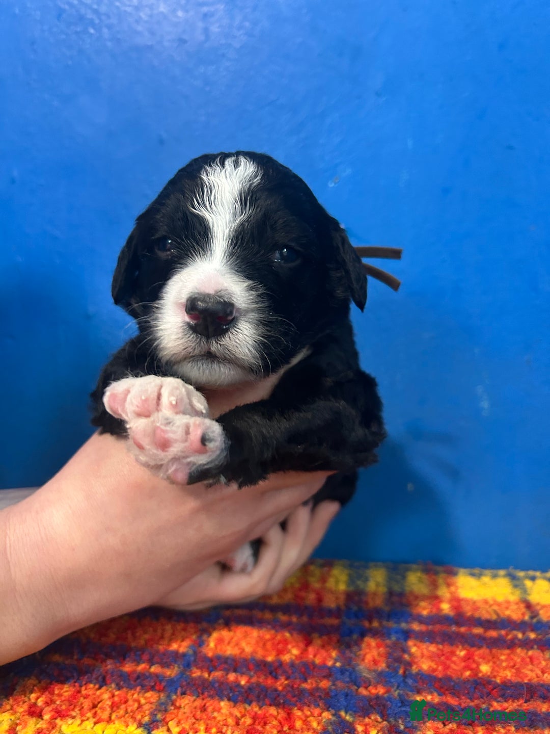 Bernedoodle dogs for sale: F1 standard Bernedoodle puppies. Licensed breeder - Advert 14