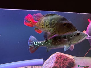 Other/Mixed Breed fish Large Predatory fish - Advert 2