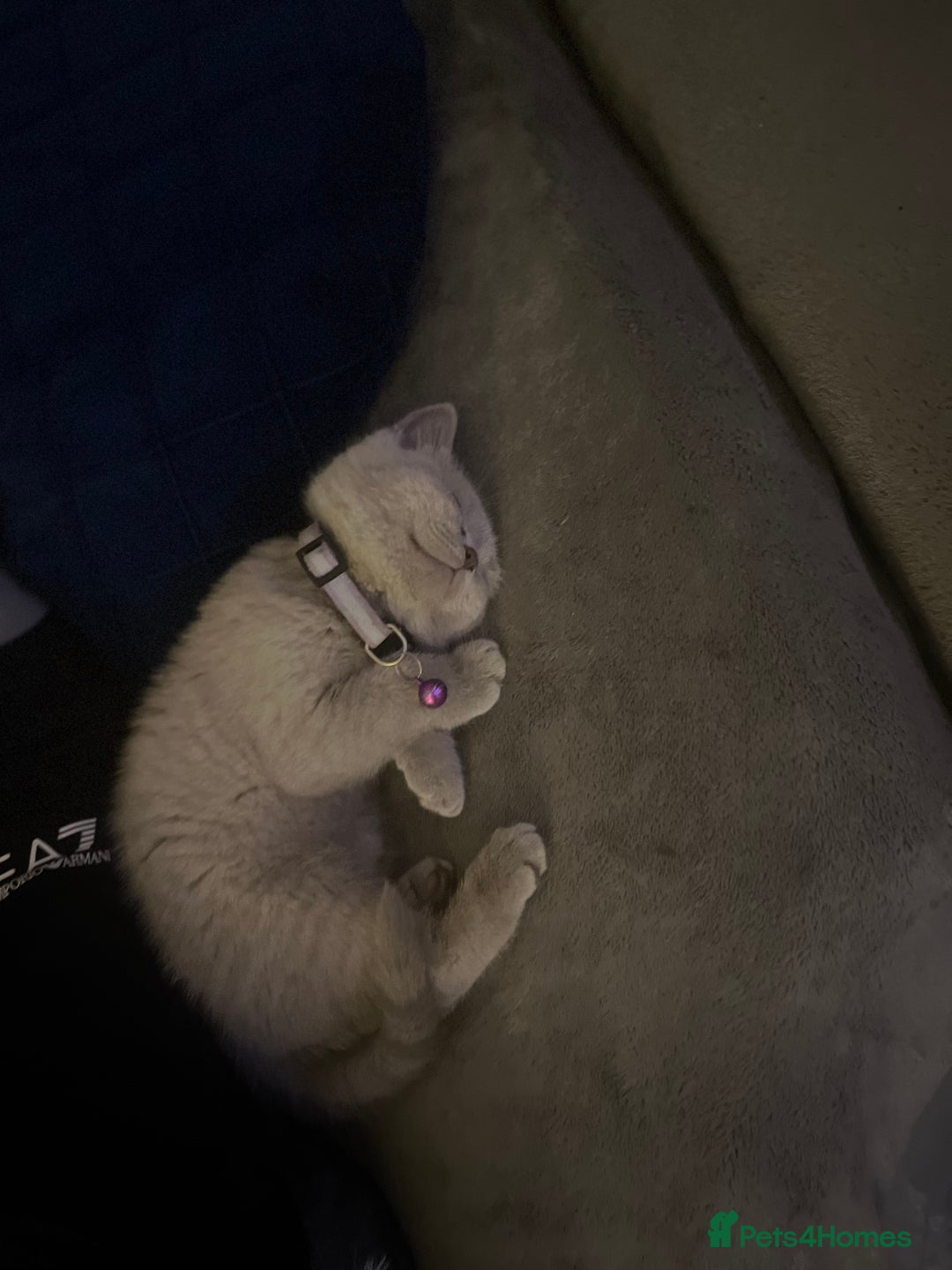 British Shorthair cats for sale: Beautiful  lilac and blue kittens 2 boys 1 girl - Image 9