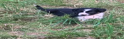 Border Collie dogs for sale: Border collie puppies  - Advert 16