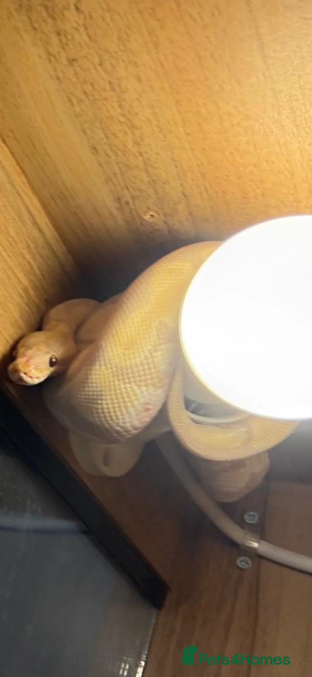 Python Snake reptiles for sale: Ball Python and Vivarium for sale   in Maidstone - Advert 1