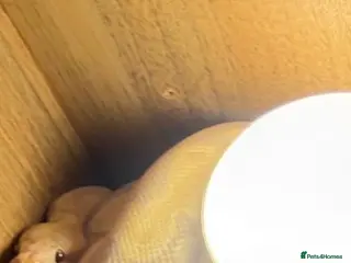 Python Snake reptiles Ball Python and Vivarium for sale - Advert 1