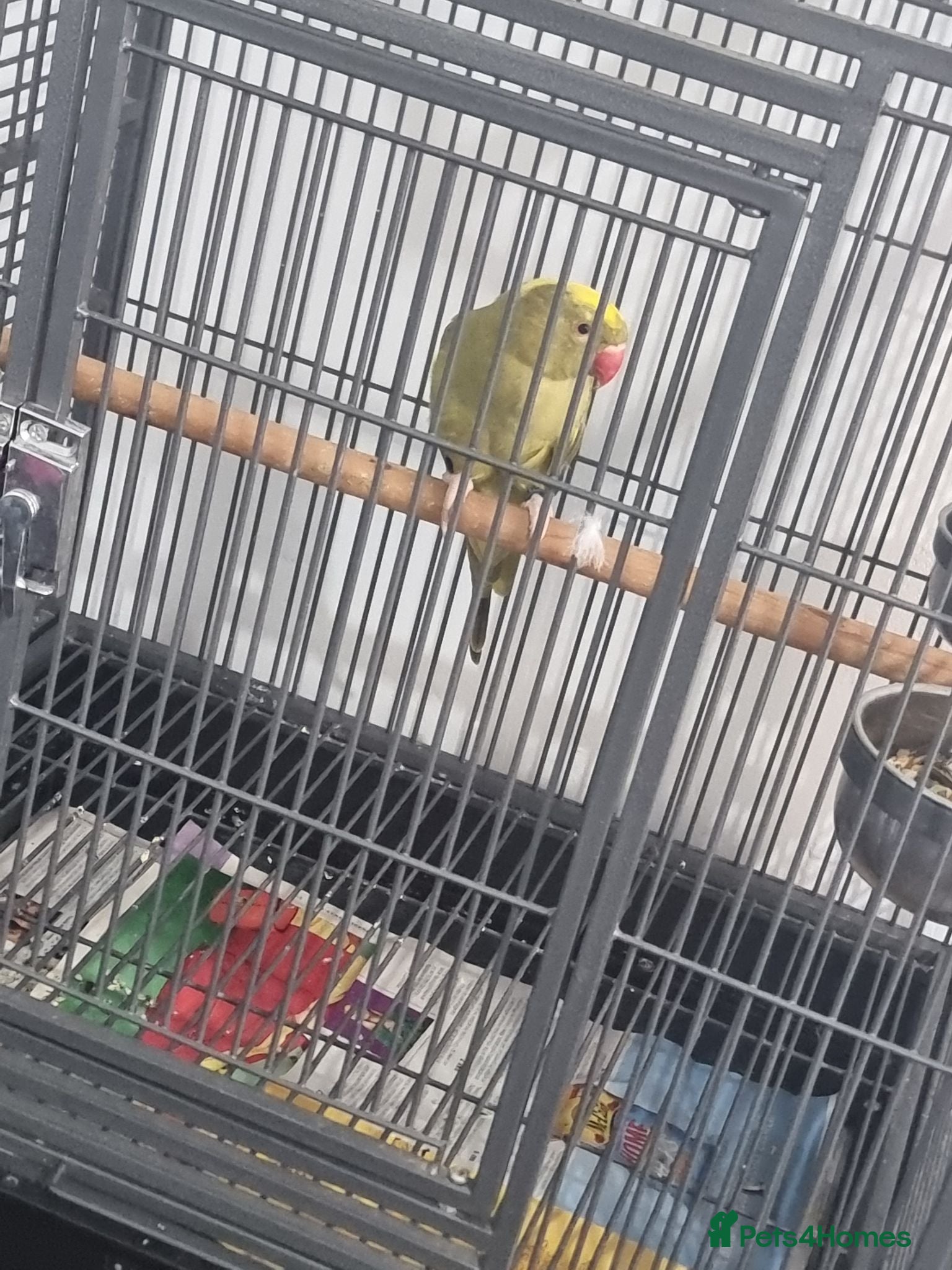 Ringnecks birds Beautiful female  pied ringneck talking parrot  - Advert 2