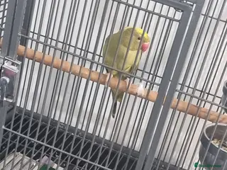 Ringnecks birds Beautiful female pied ringneck talking parrot - Advert 5