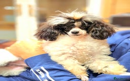 Toy Poodle dogs for sale: Gorgeous Tiny Toy Poodle Pups  - Image 25