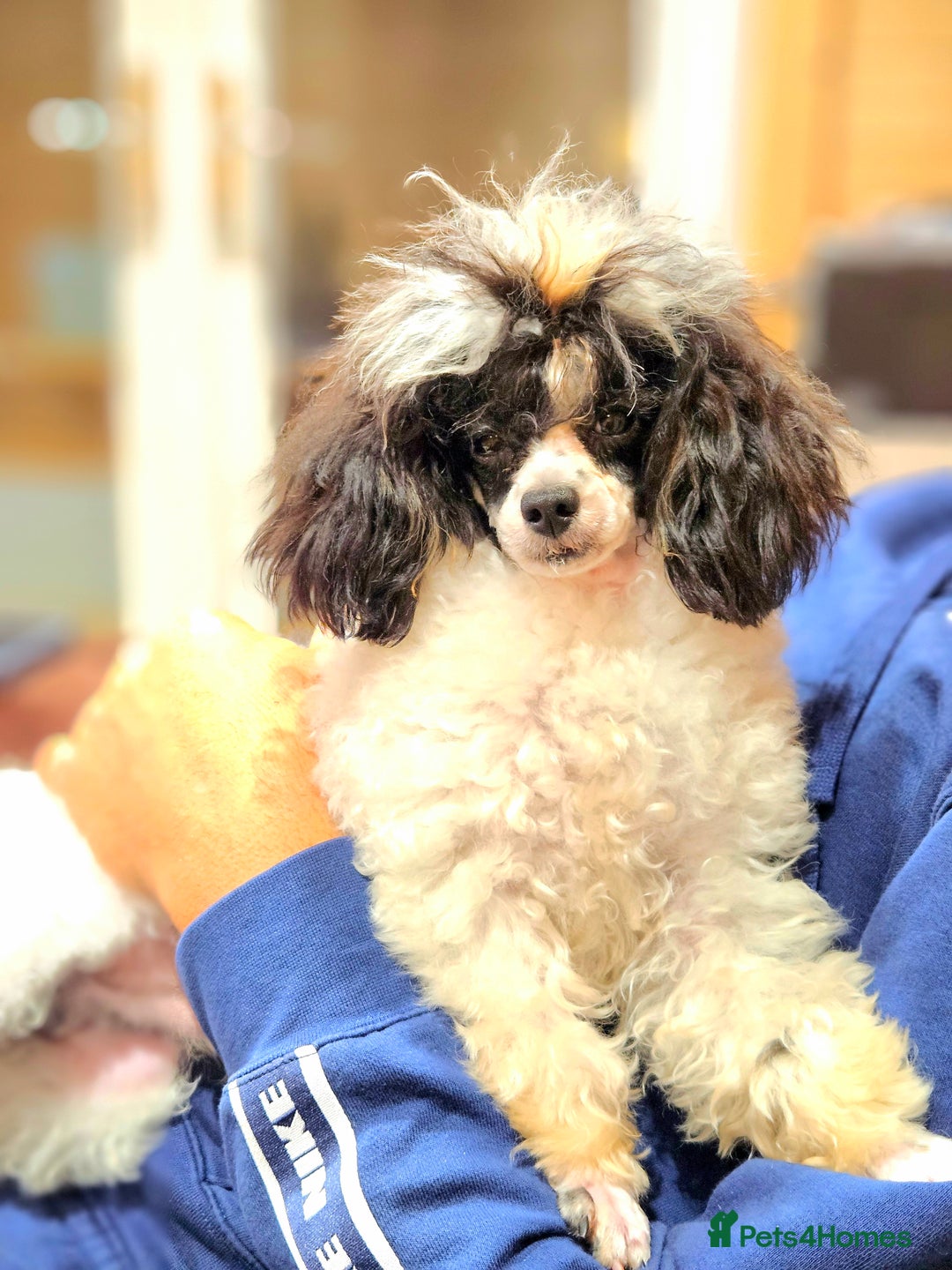 Toy Poodle dogs for sale: Gorgeous Tiny Toy Poodle Pups  - Image 25