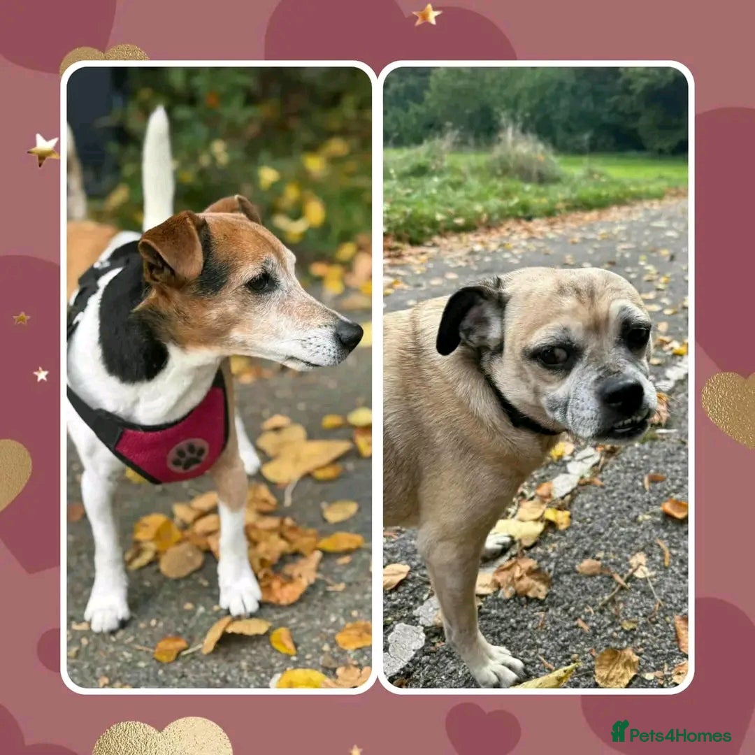 Jack Russell dogs for adoption: Jabu & Mackie 9 & 13 jack Russell pug - Image 2