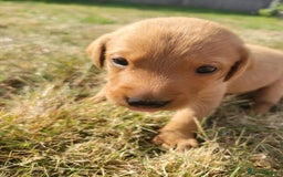 Labrador Retriever dogs for sale: Red Fox Labrador Puppies–Ready from 26th September - Image 4