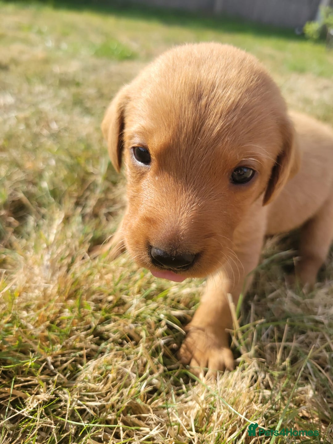 Labrador Retriever dogs for sale: Red Fox Labrador Puppies–Ready from 26th September - Image 4