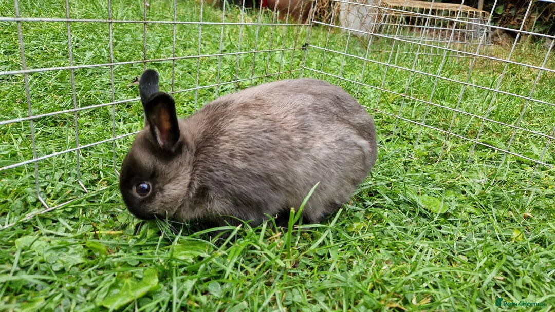 Netherland Dwarf rabbits for sale: Netherlands Dwarf - Image 2