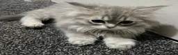 Persian cats for sale: Beautiful Persian kittens looking for loving homes - Advert 10